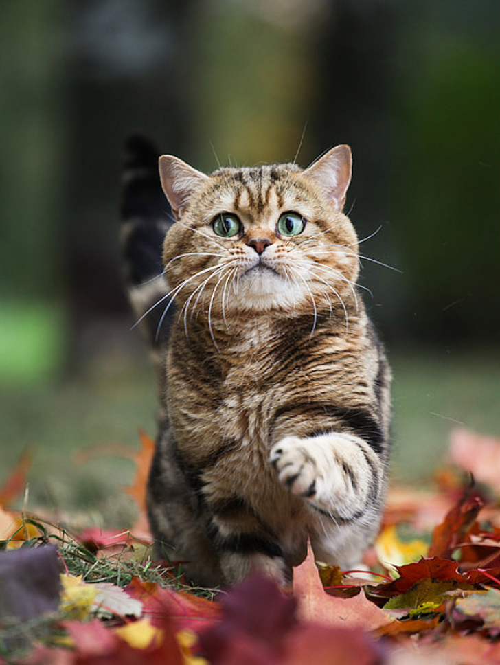 Cats That With Stupid Looks_14