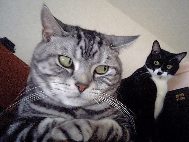 Cats That With Stupid Looks_3
