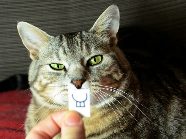 Cats That With Stupid Looks_4