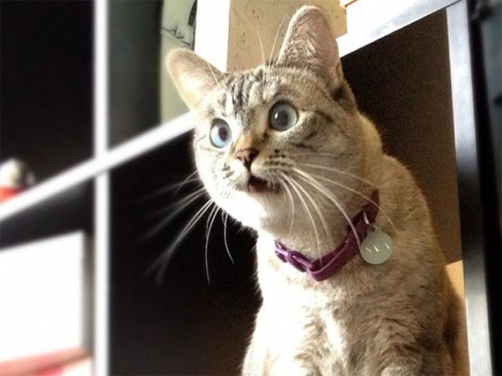 Cats That With Stupid Looks_6