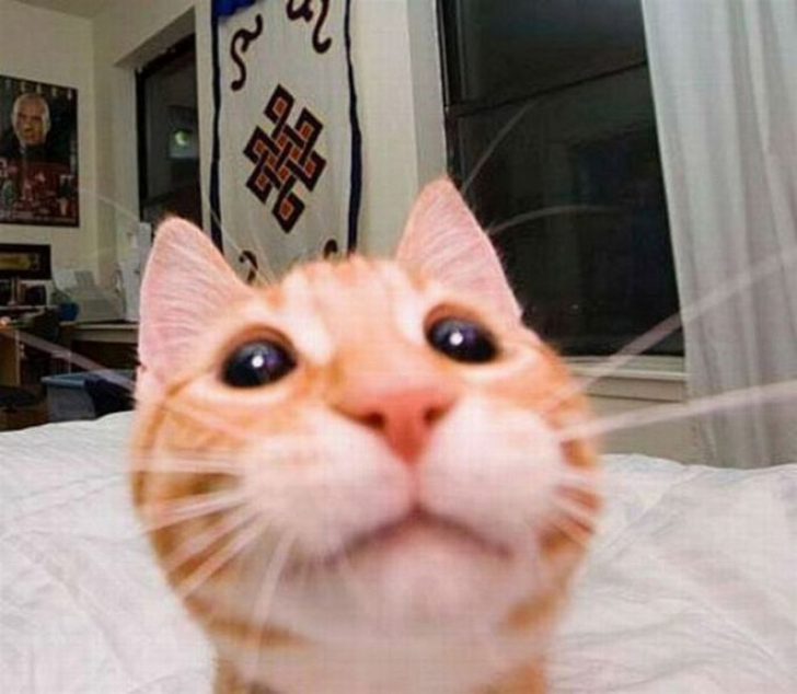 Cats That With Stupid Looks_7