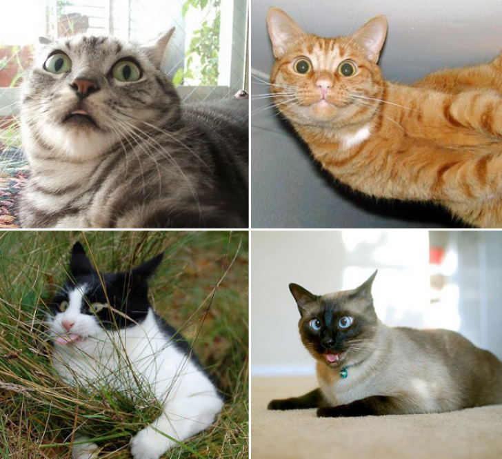 Cats That With Stupid Looks_8