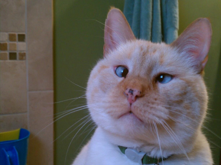 Cats That With Stupid Looks_9