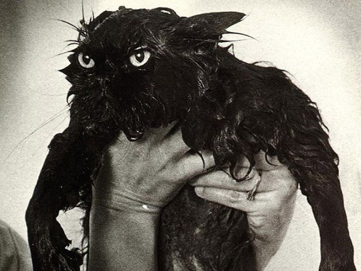 Crazy Cats Who Love Taking Baths_10