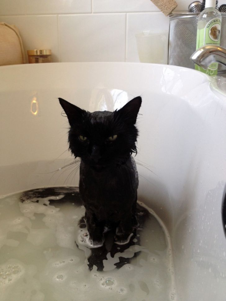 Crazy Cats Who Love Taking Baths_11
