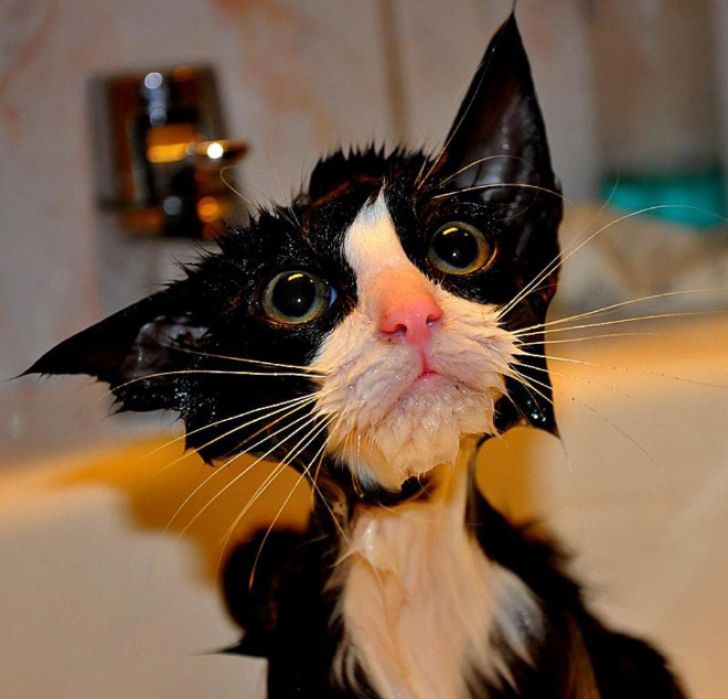 Crazy Cats Who Love Taking Baths_12