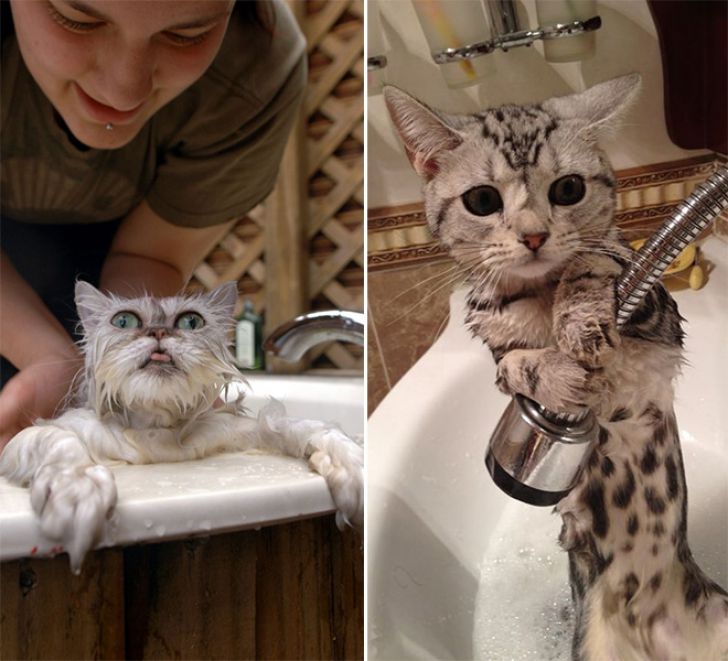 Crazy Cats Who Love Taking Baths_13