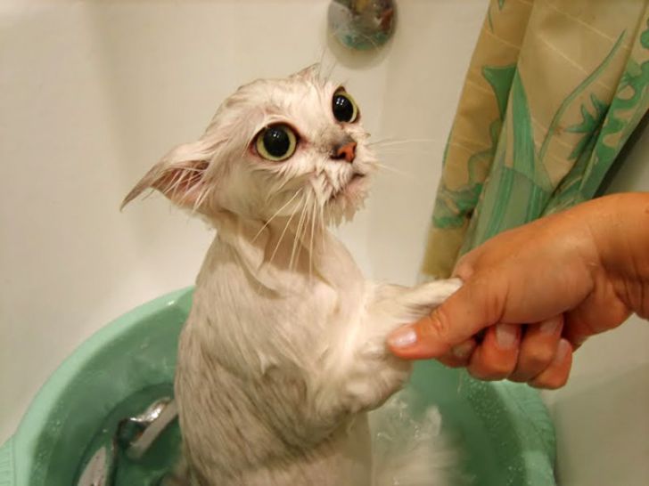 Crazy Cats Who Love Taking Baths_14