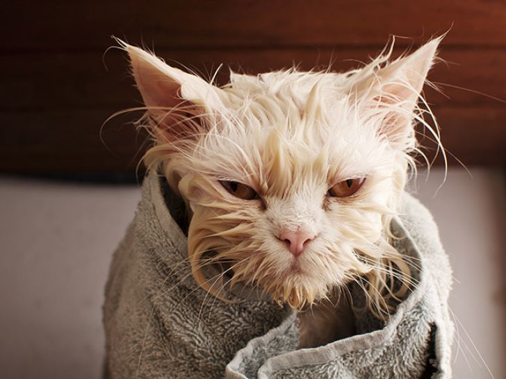 Crazy Cats Who Love Taking Baths_15