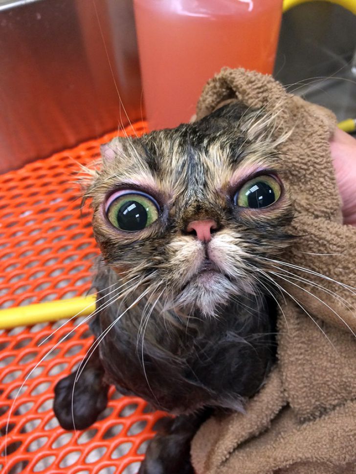 Crazy Cats Who Love Taking Baths_16