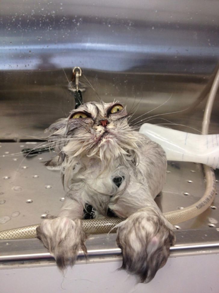 Crazy Cats Who Love Taking Baths_17