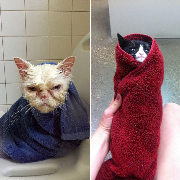 Crazy Cats Who Love Taking Baths_2