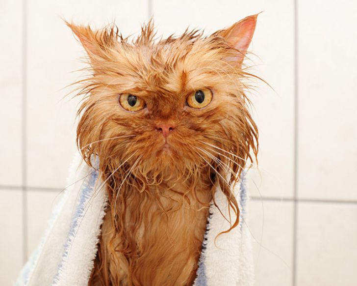 Crazy Cats Who Love Taking Baths_3