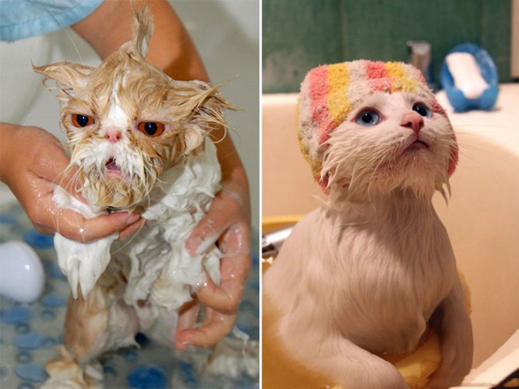 Crazy Cats Who Love Taking Baths_4
