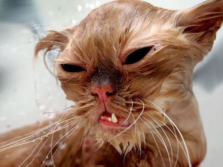 Crazy Cats Who Love Taking Baths_5