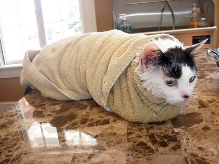 Crazy Cats Who Love Taking Baths_6