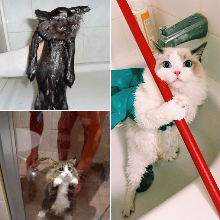 Crazy Cats Who Love Taking Baths_7