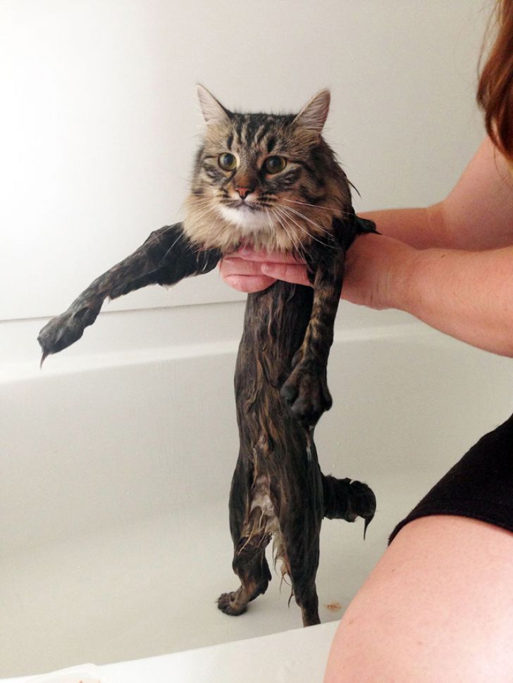 Crazy Cats Who Love Taking Baths_8