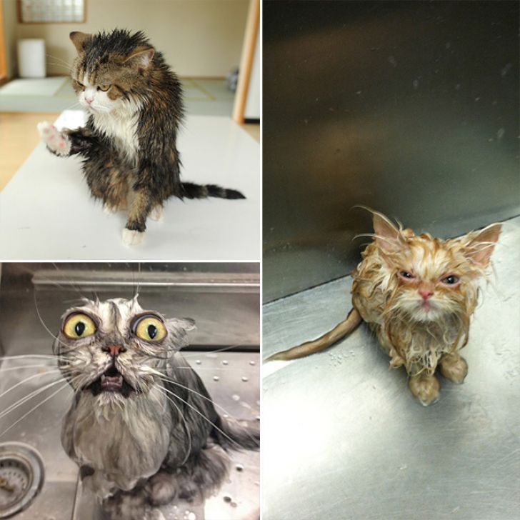 Crazy Cats Who Love Taking Baths_9