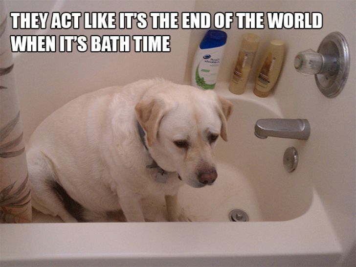 Dog Owner Struggle_1