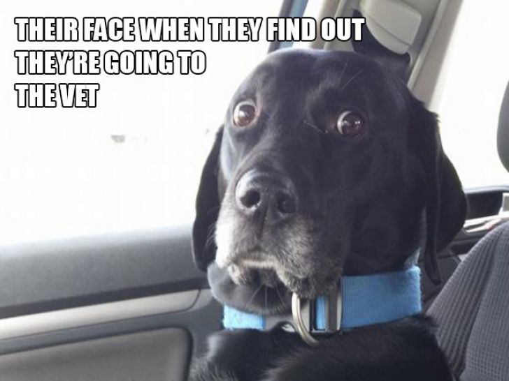 Dog Owner Struggle_10