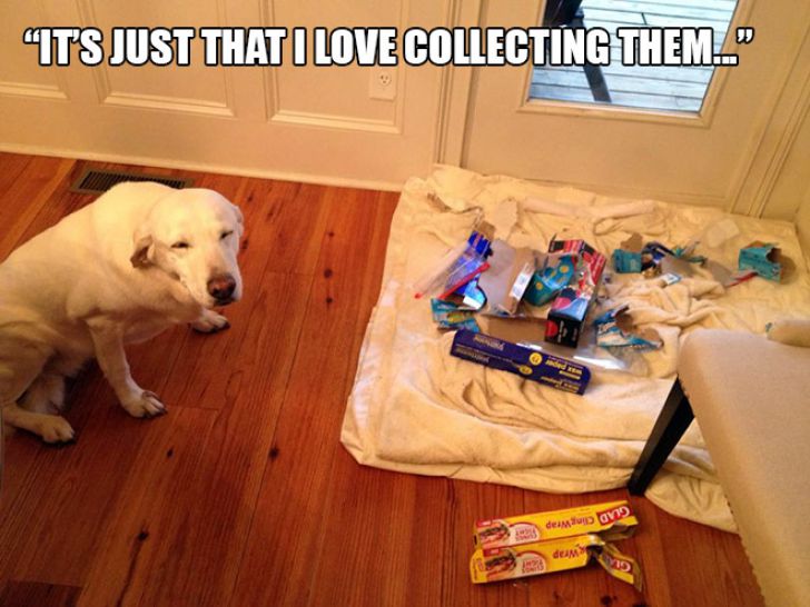 Dog Owner Struggle_11