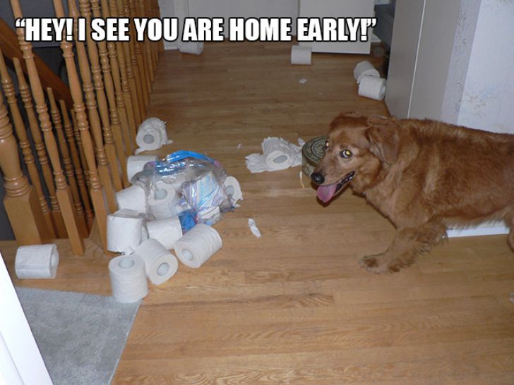 Dog Owner Struggle_12