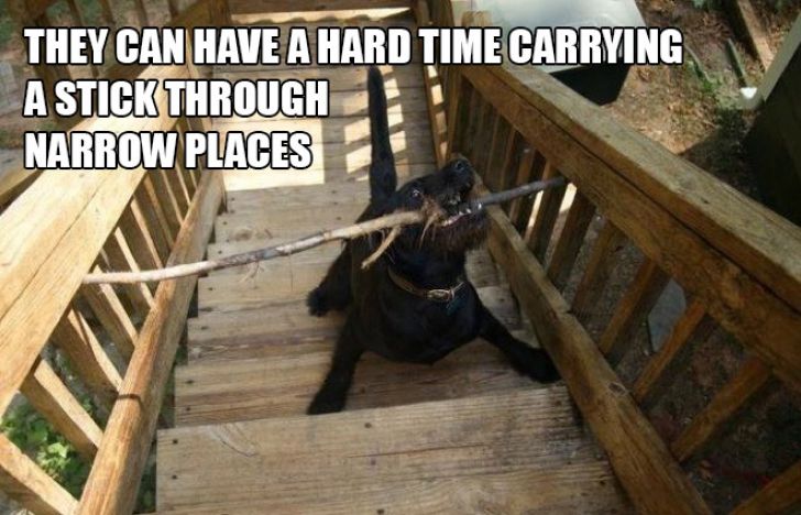 Dog Owner Struggle_13