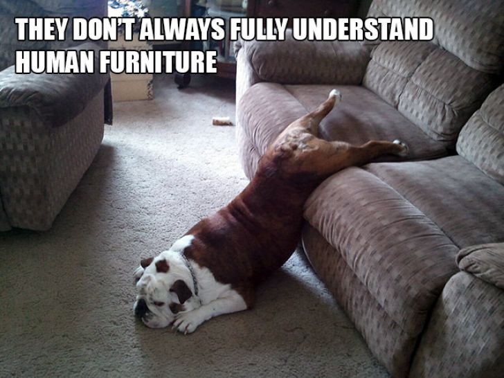 Dog Owner Struggle_14