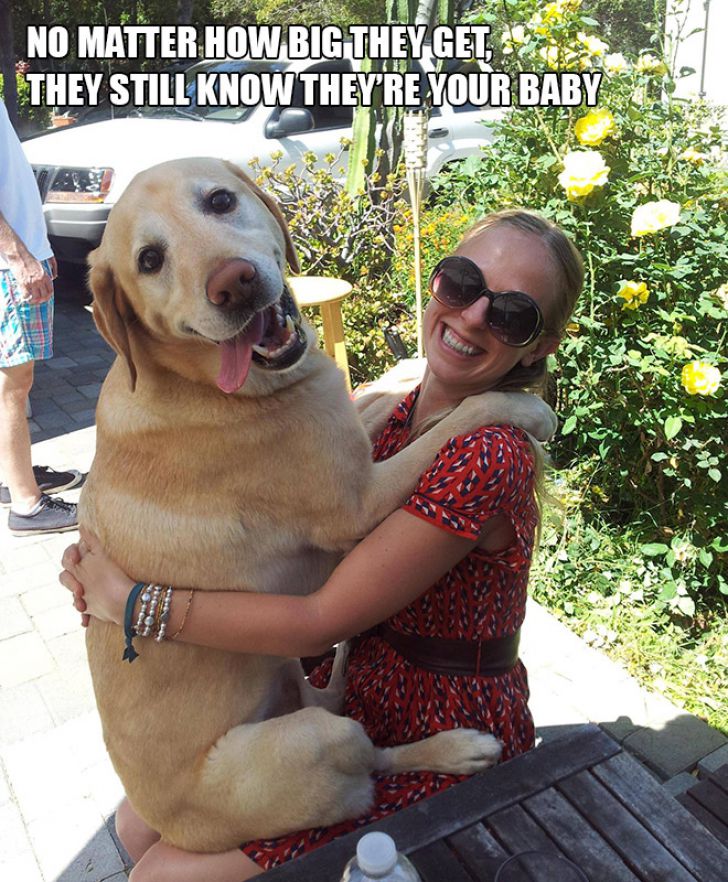 Dog Owner Struggle_15