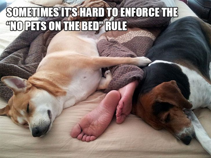 Dog Owner Struggle_2