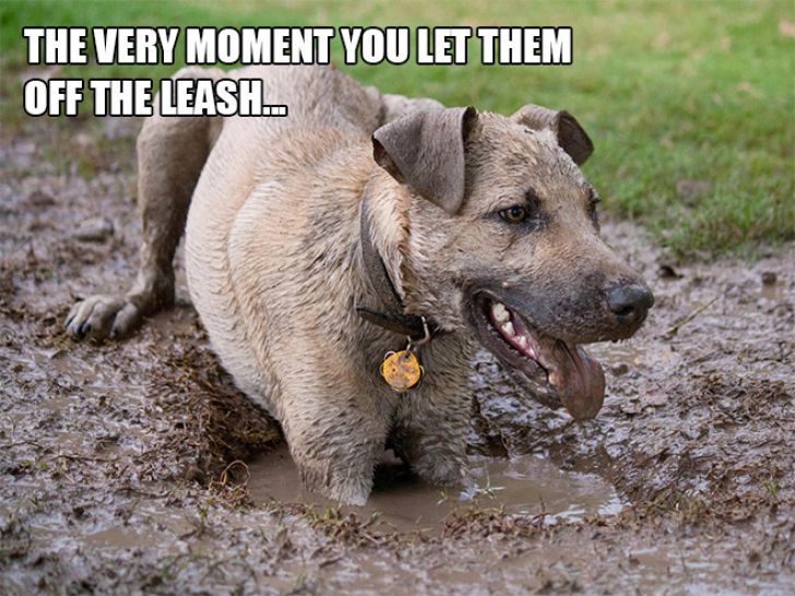 Dog Owner Struggle_3