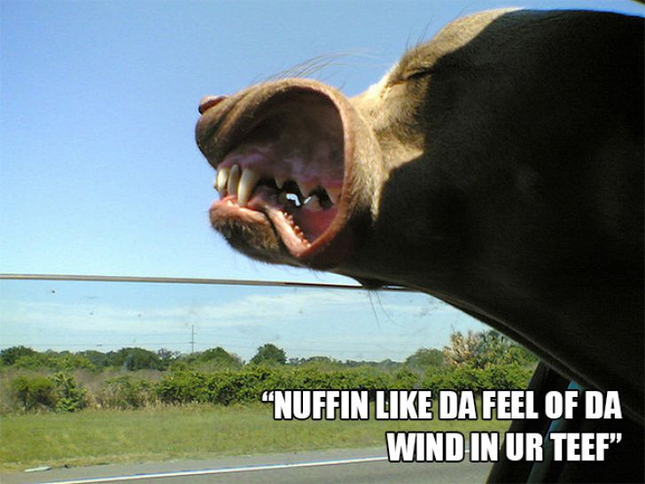 Dog Owner Struggle_4