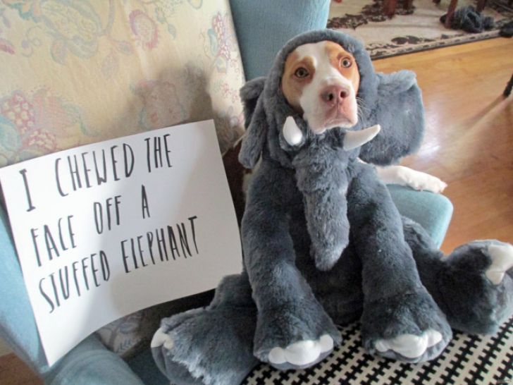 Dog Owner Struggle_5