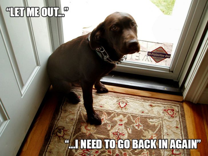 Dog Owner Struggle_6