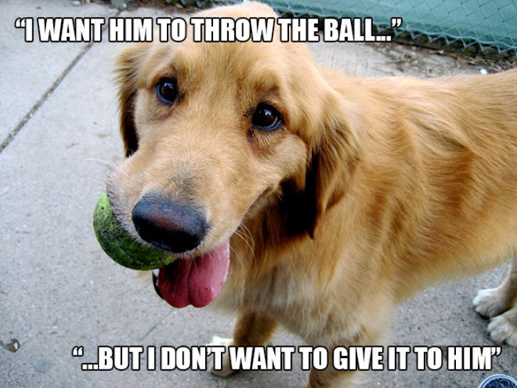 Dog Owner Struggle_7