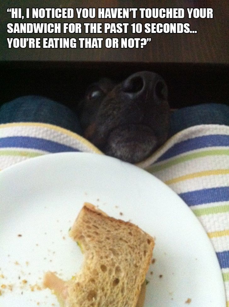 Dog Owner Struggle_8