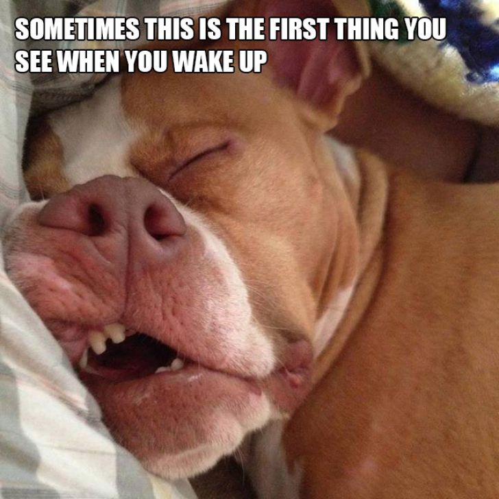 Dog Owner Struggle_9