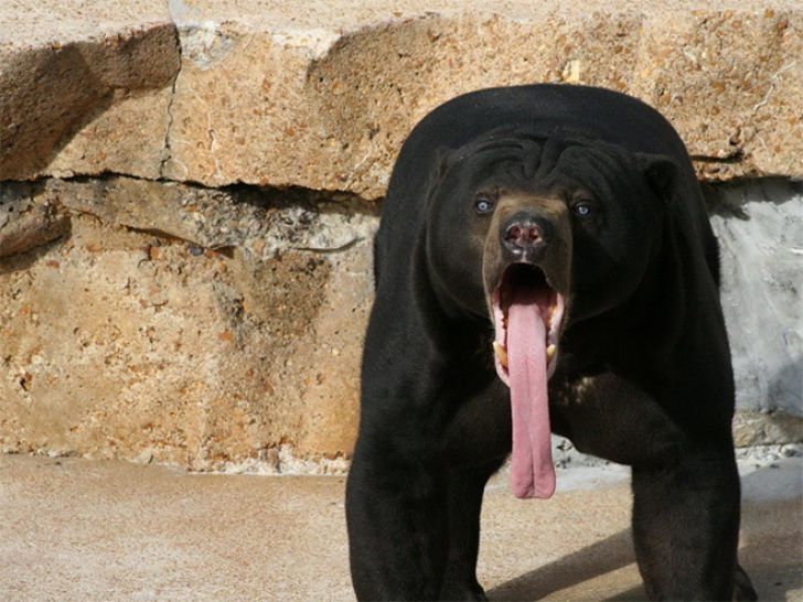 Funny Faces Of Animals_1