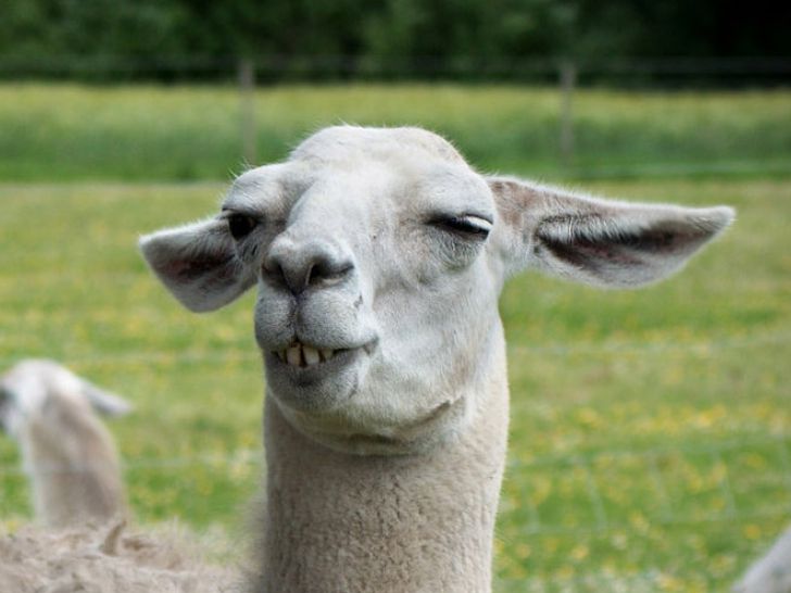 Funny Faces Of Animals_11
