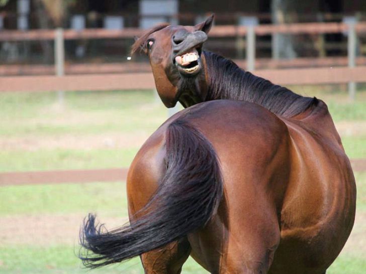 Funny Faces Of Animals_13