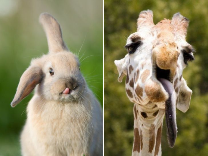 Funny Faces Of Animals_14