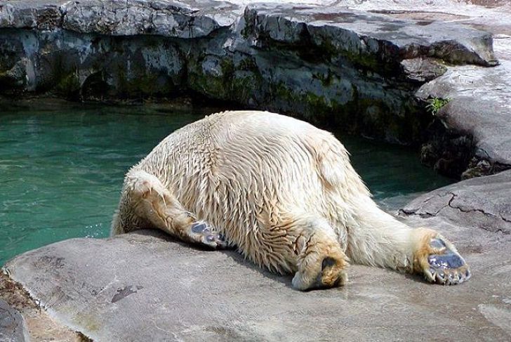 Funny Faces Of Animals_16