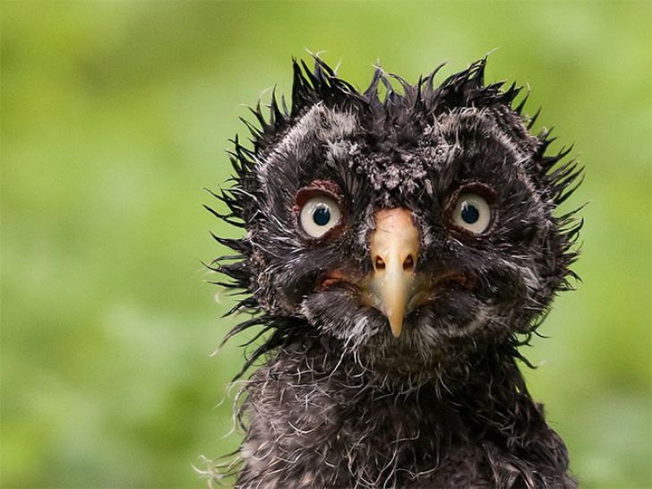 Funny Faces Of Animals_18
