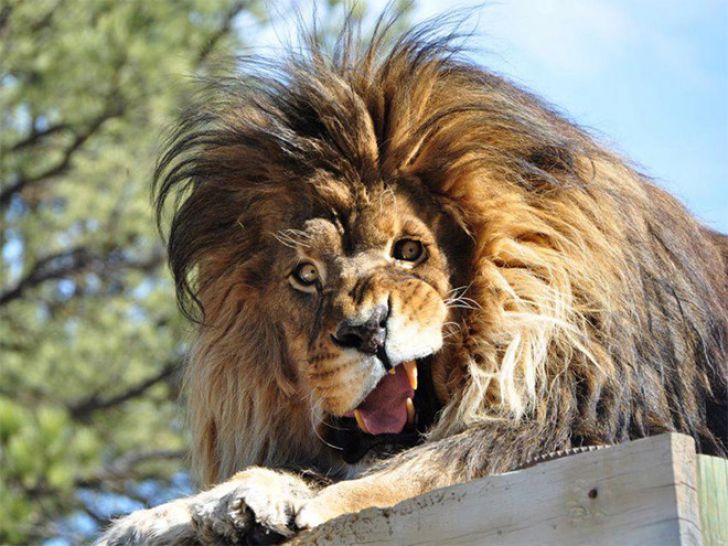Funny Faces Of Animals_19