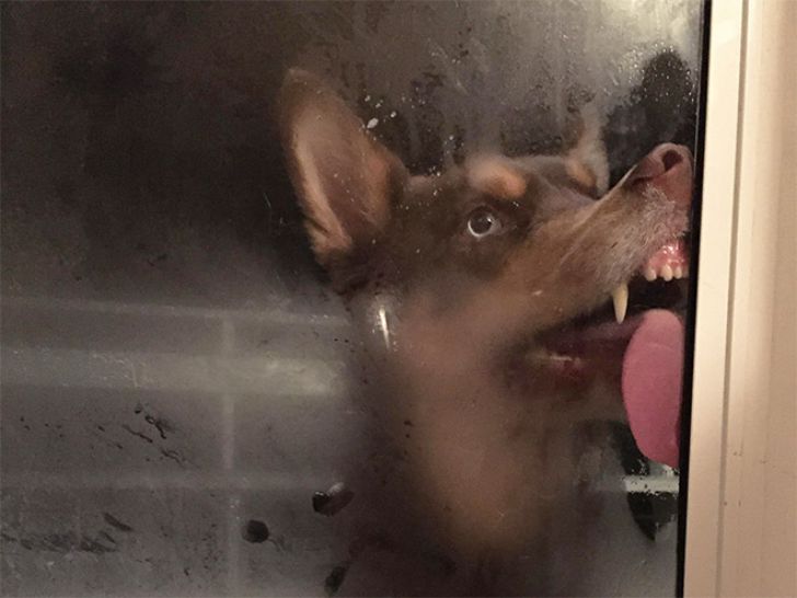 Funny Faces Of Animals_2