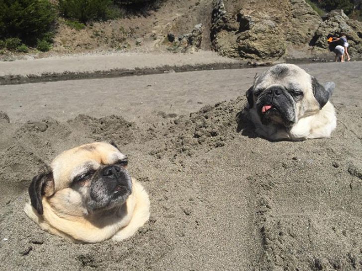 Funny Faces Of Animals_21