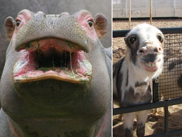 Funny Faces Of Animals_3