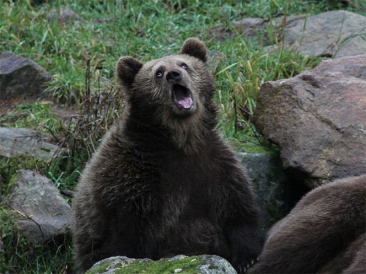 Funny Faces Of Animals_5