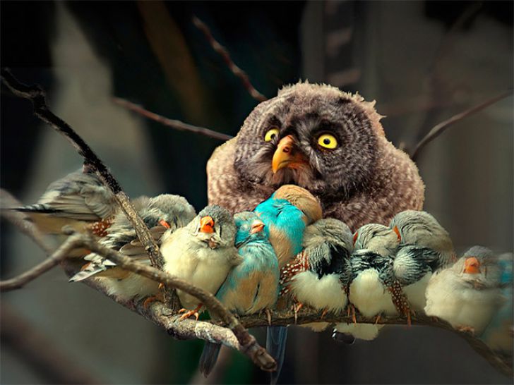 Funny Faces Of Animals_6
